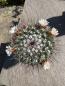 Preview: Mammillaria carnea